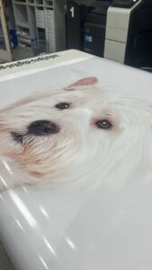 Günstig Poster drucken Bonn